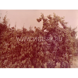 Аскер