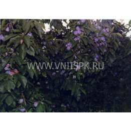 Балкарская