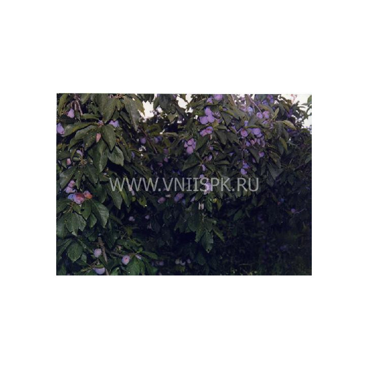 Балкарская