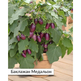 МЕДАЛЬОН