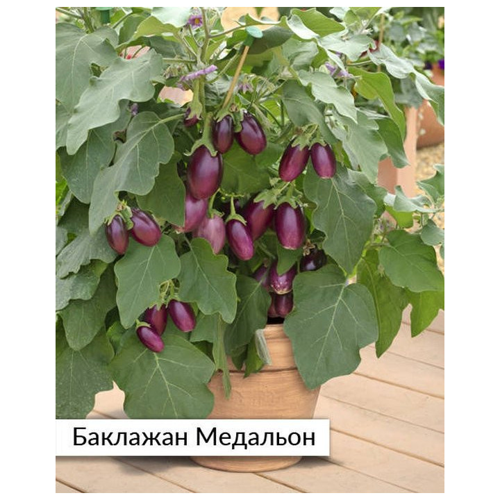 МЕДАЛЬОН