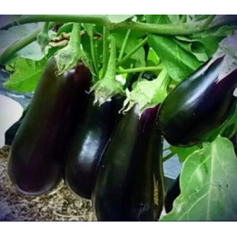 ИКОРНЫЙ