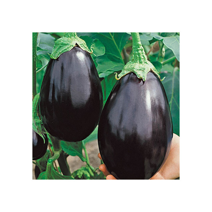 ЧЕРНЫЙ КРАСАВЕЦ