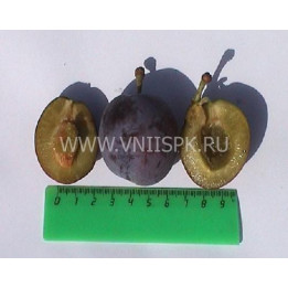 Витебская поздняя