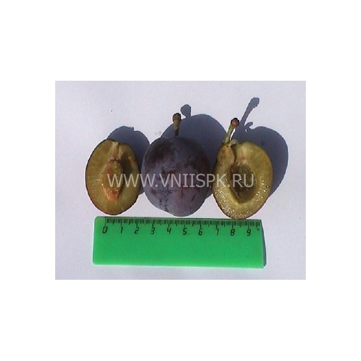 Витебская поздняя