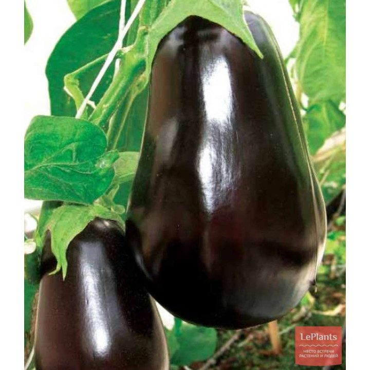 ВИКАР