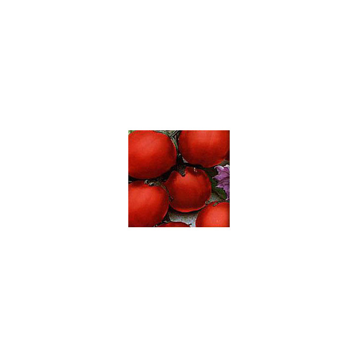 ФРАНТ