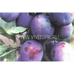Волошка