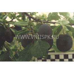 Жигули