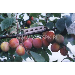 Казанская