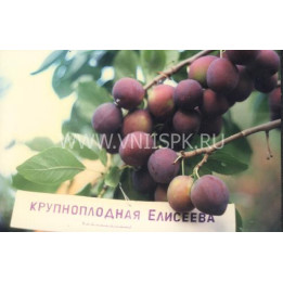 Крупноплодная Елисеева