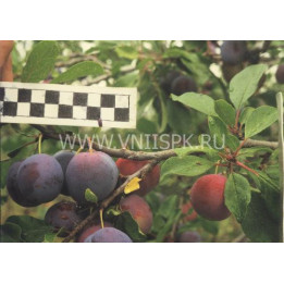Мирная