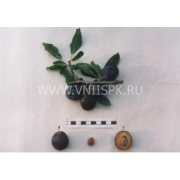 Память Хасанова