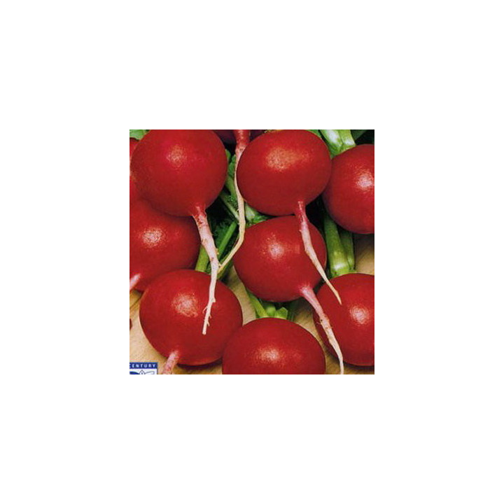 ПАШКА