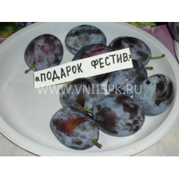 Подарок фестивалю