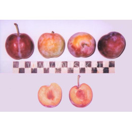 Предгорная