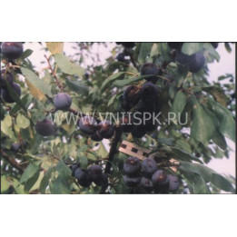 Ракитовая