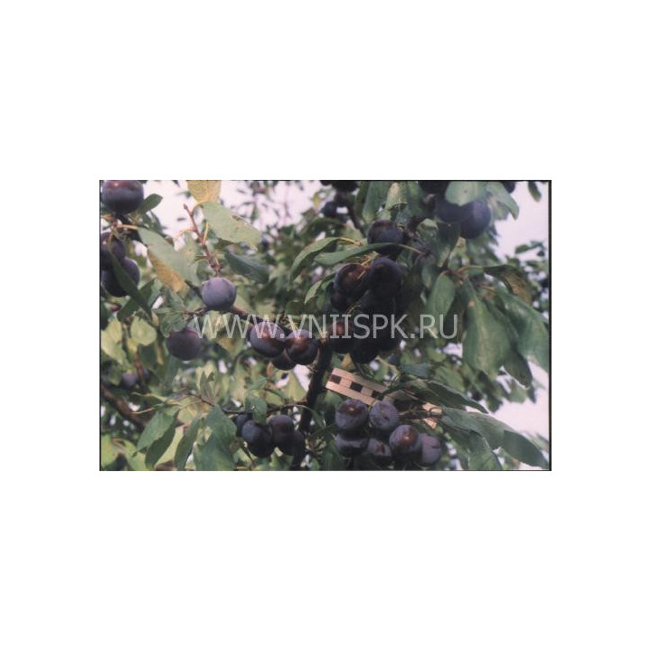 Ракитовая