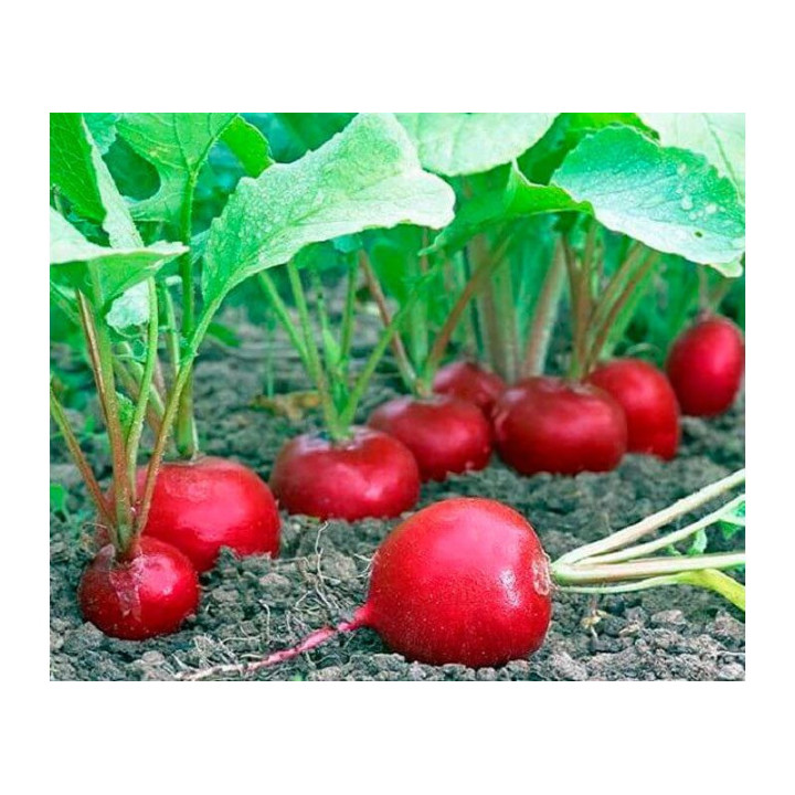 ЛЕКАРЬ