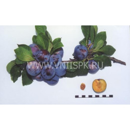 Ренклод советский