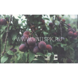 Ренклод теньковский