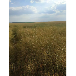 99 ФС 081 МС