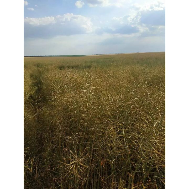 99 ФС 081 МС