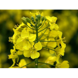 ЧЕМПИОН УКРАИНЫ