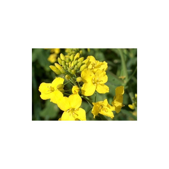 К 651