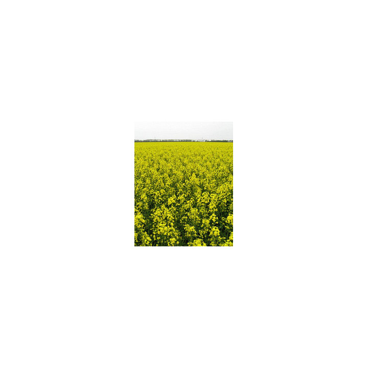 ЛОРИС
