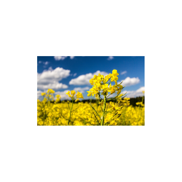 Р 505 С 11