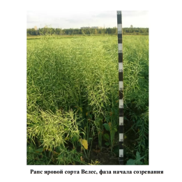 ВЕЛЕС