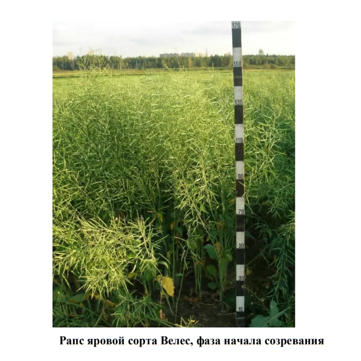 ВЕЛЕС