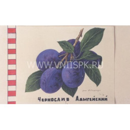 Чернослив адыгейский