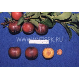 Амурская ранняя
