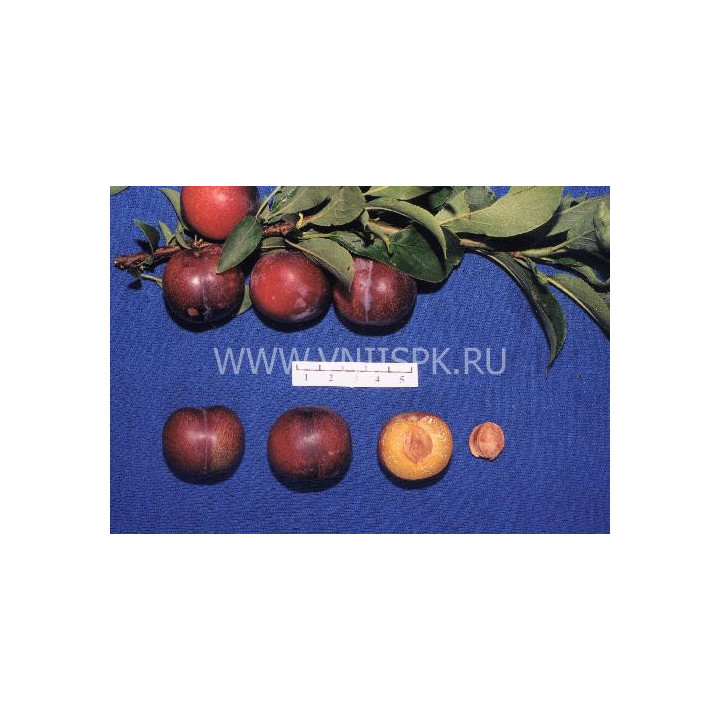 Амурская ранняя
