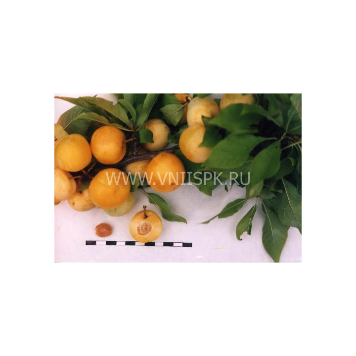 Завет