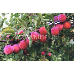 Краса Орловщины