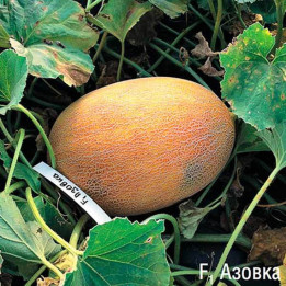 АЗОВКА