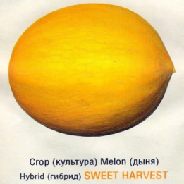 СВИТ ХАРВЕСТ