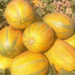 КУБАНОЧКА