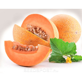 РЕГБИ