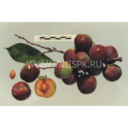 Орловский сувенир
