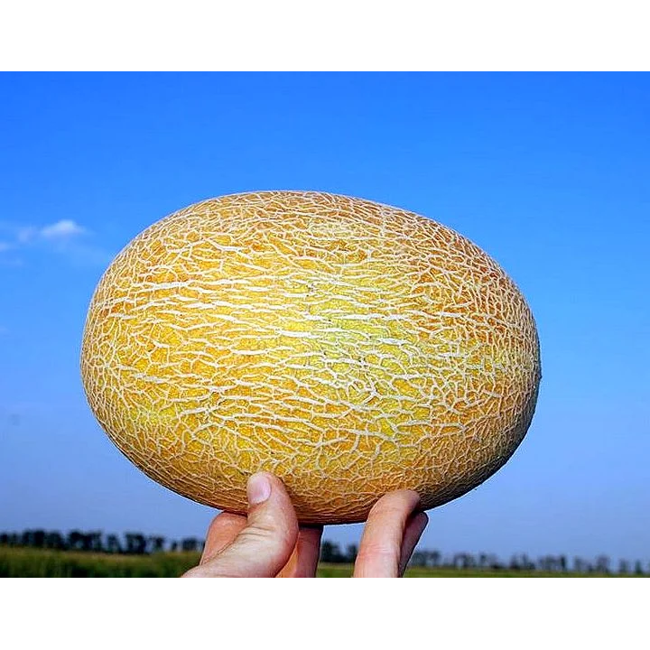 ДЮНА