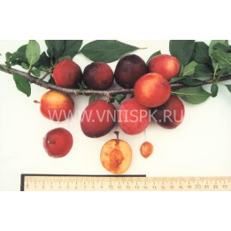 Подарок Приморью