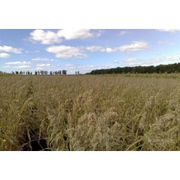 ПЕРСПЕКТИВНЫЙ 1