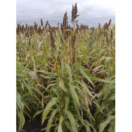 АСП 21