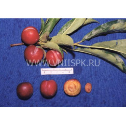Тихоокеанская