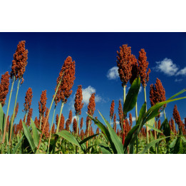 ЗЕРНОГРАДСКИЙ ЯНТАРЬ