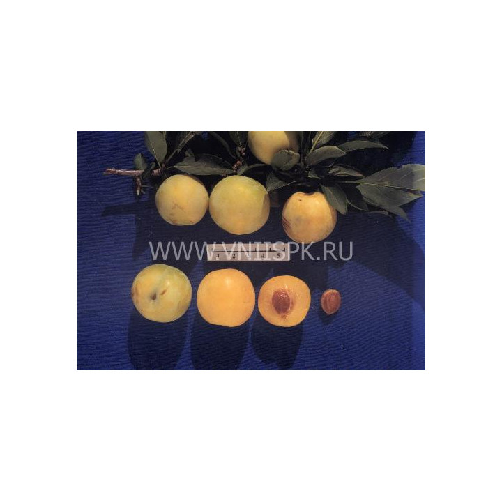 Хабаровская желтая